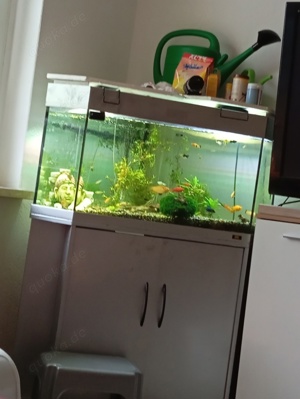 Aquarium mit Inhalt 