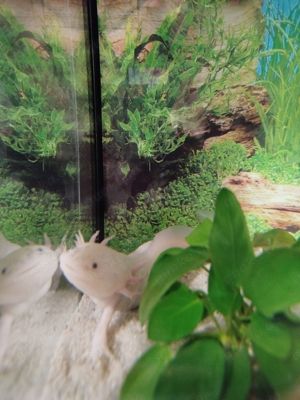 Axolotl Weißling 25cm einzeln oder mit Aquarium und Kühler 