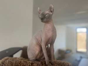 Wurfankündigung: canadian Sphynx & Elf Kitten 