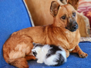 Gnadenplatz für kleine katzenfreundliche Hündin