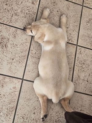 Verkaufe süße Labrador Welpen (Michling)