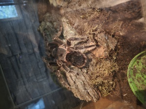 Vogelspinne Lasiodora Parahybana 0.1