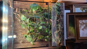 Terrarium (130x100x60 HxBxT)mit 3 Kornnattern und Beleuchtung 