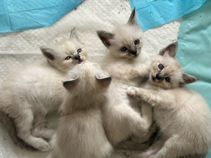 Ragdoll Heiligebirme blue point tabby Kitten 