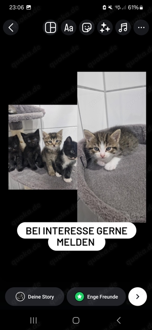 Süsse kleine Kitten zum verlieben 