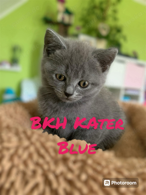 Verkaufe BKH Kitten