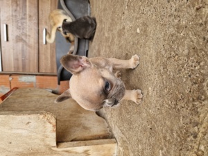 französische bulldogge welpen 