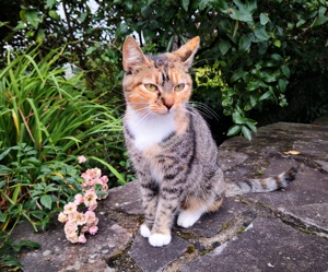 Hübsche Katze sucht ein liebevolles Zuhause