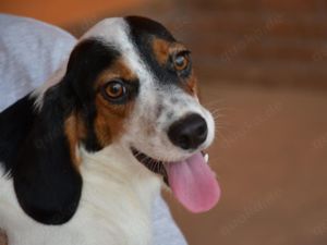 Angelino sucht sein Zuhause (noch auf Sardinien)