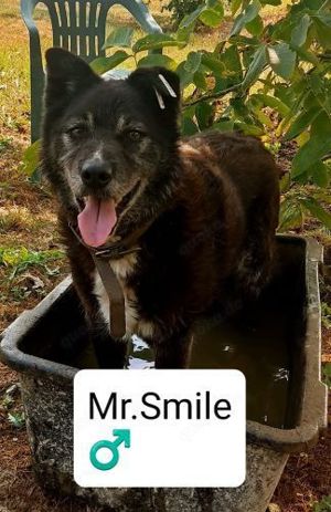 Mr. Smile (ca.13 Jahre) lebt im Tierheim in Bosnien und sucht ein Zuhause