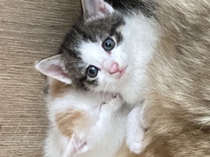 Katzenbabys , noch 2 Babys suchen ein Zuhause , ein Mädchen und ein Kater