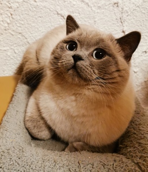 BKH Deckkater Blue Point Britisch Kurzhaar  Bild 2