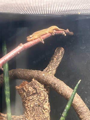 Jungferngeckos (Lepidodactylus lugubris)