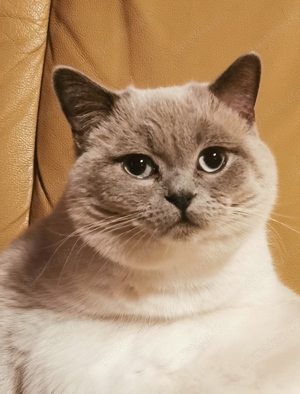 BKH Deckkater Blue Point Britisch Kurzhaar  Bild 5