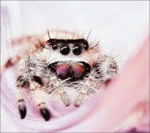 Phidippus regius Bahamas Springspinnen aus Hobbyzucht