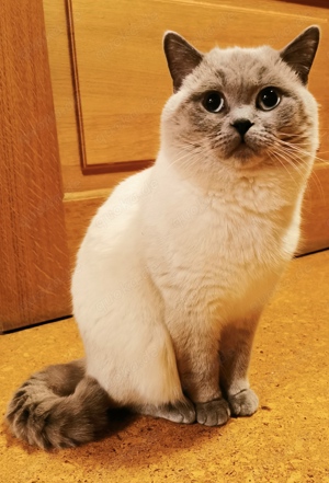 BKH Deckkater Blue Point Britisch Kurzhaar  Bild 8