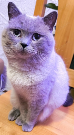 BKH Deckkater Blue Point Britisch Kurzhaar  Bild 4