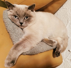 BKH Deckkater Blue Point Britisch Kurzhaar  Bild 7