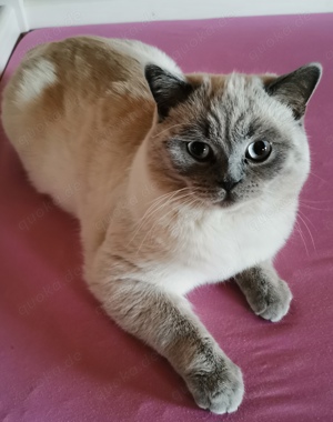 BKH Deckkater Blue Point Britisch Kurzhaar  Bild 6
