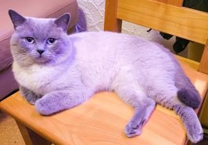 BKH Deckkater Blue Point Britisch Kurzhaar  Bild 3