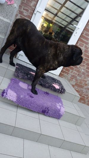 Old english Mastiff Hündin