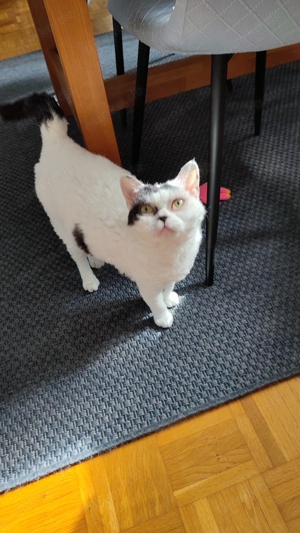 Weisses Schäfchen, Selkirk Rex Dame, 4 Jahre, kastriert 