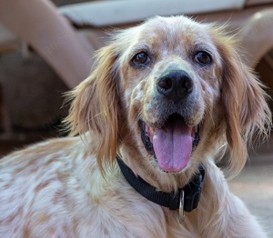 Nanou,EnglishSetter - mit einem traumhaften Charakter, möchte sie in ein liebevolles Zuhause.