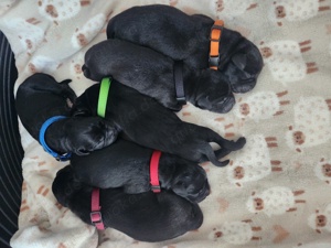 Labrador welpen Jungs und Mädels 