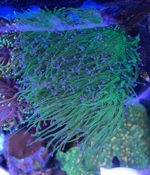 Euphyllia toxic green