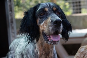 Diva,EnglishSetter - auch dieses liebe Mädchen soll nun die Sonnenseiten des Lebens kennenlernen.