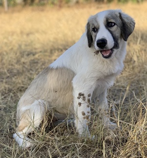 Sakura, geb. ca.05 2022, lebt in GRIECHENLAND, auf einer privaten Pflegestelle Bild 3