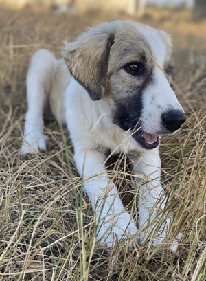 Sakura, geb. ca.05 2022, lebt in GRIECHENLAND, auf einer privaten Pflegestelle Bild 5