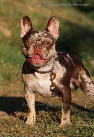 Reinrassiger Französischer Bulldoggen Rüde mit Stammbaum