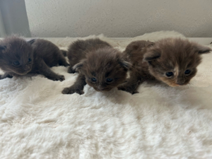 5 Maine Coon kitten 