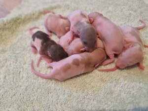 Ratten Babys M W Dumbo und Standards Topaz