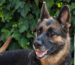 Laska,Deut.Schäferhündin - genießt Zuwendungen,ist mit allen verträglich - und landete in der Tötung