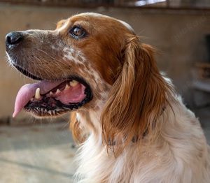 Coco CH53,EnglishSetter - ist ein "Gute Laune"Hund, absolut verträglich und sehr anhänglich.