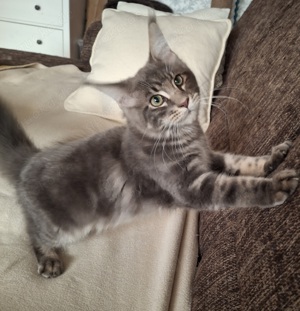 Maine Coon Katetchen blue tabby XXL