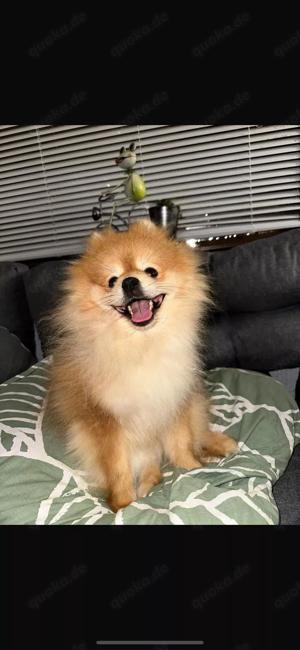 Pomeranian Pomeranian stud dog