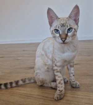 Bengal Kater...