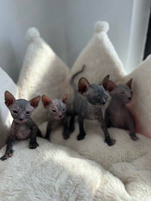 Don Sphynx kitten