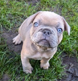 Französische Bulldogge mit leuchtend blauen Augen, Näschen und kl. Schwänzchen