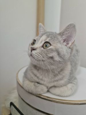 Bkh kitten black tabby   silver (auszugsbereit)