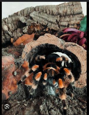 Vogelspinnen mit Terrarium