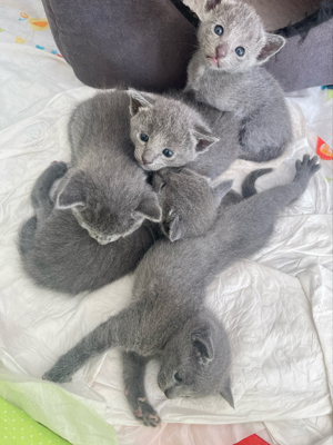 Russisch Blau Kitten reinrassig