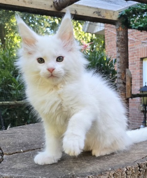 Typvolles Maine Coon Mädchen, abgabebereit 