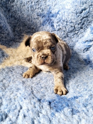 Französische Bulldogge Welpen aus gesunder Verpaarung 