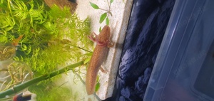 Axolotl in cooper und wild 