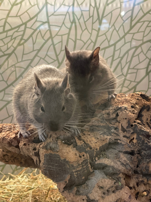 2 männliche Degus inkl. 2 Käfige und viel Zubehör in liebevolle Hände abzugeben