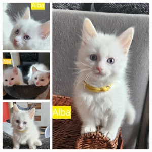 4 flauschige reinrassige Ragdoll Kitten